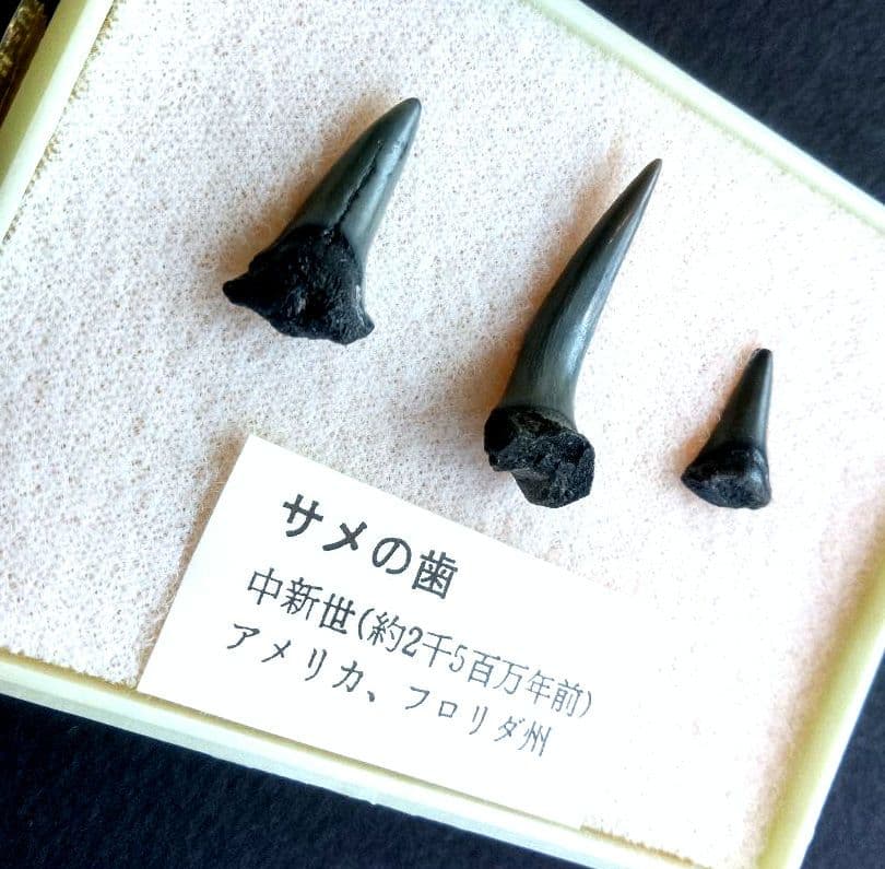 三葉虫他化石