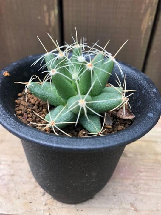 専用ページです(^○^)