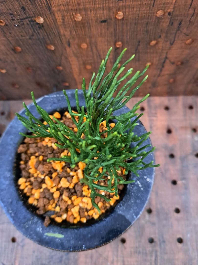 松葉蘭　青龍角　シダ植物　観葉植物　植物　インテリア　ガーデニング　園芸　古典