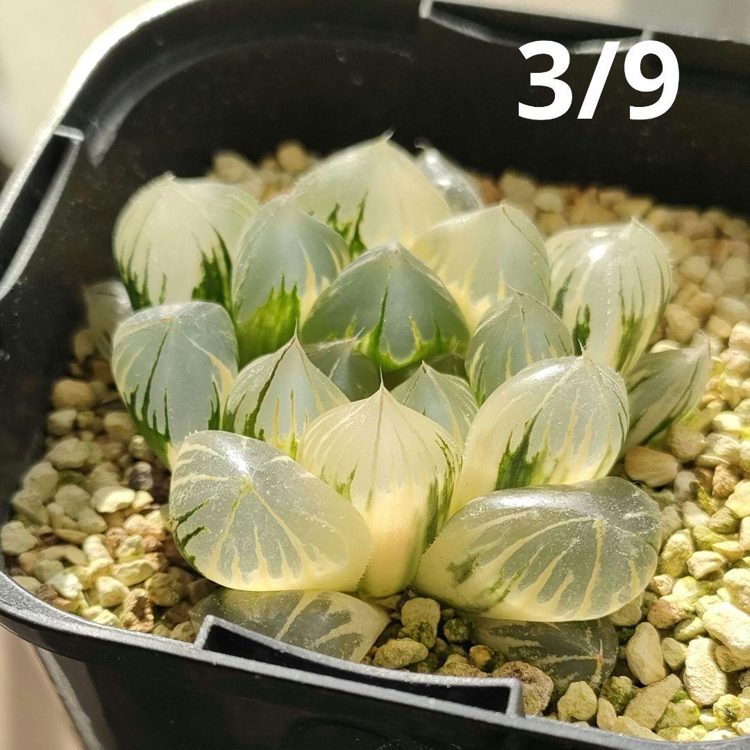 ハオルチア　水晶オブツーサ　極上斑