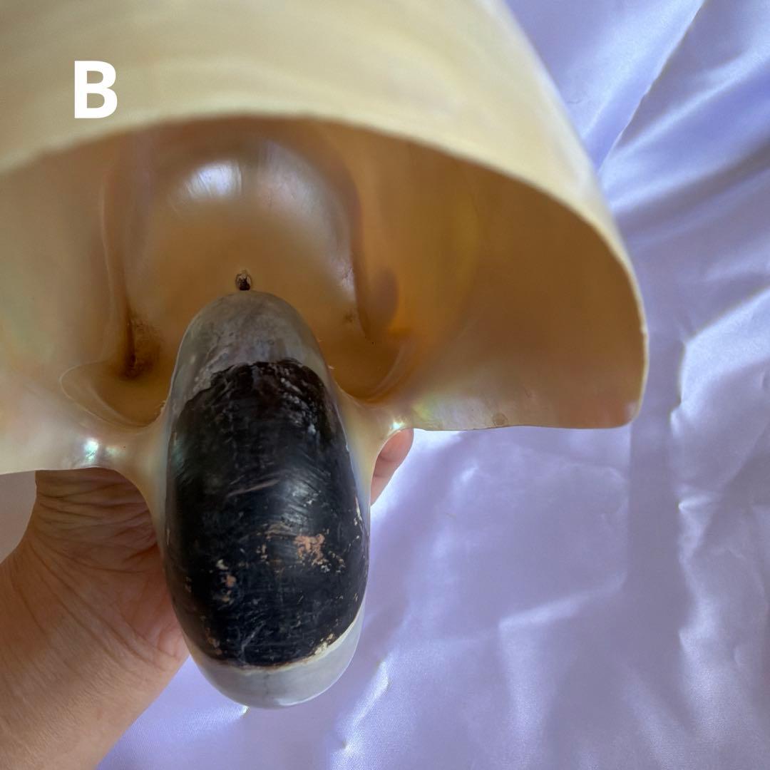 オウムガイの殻