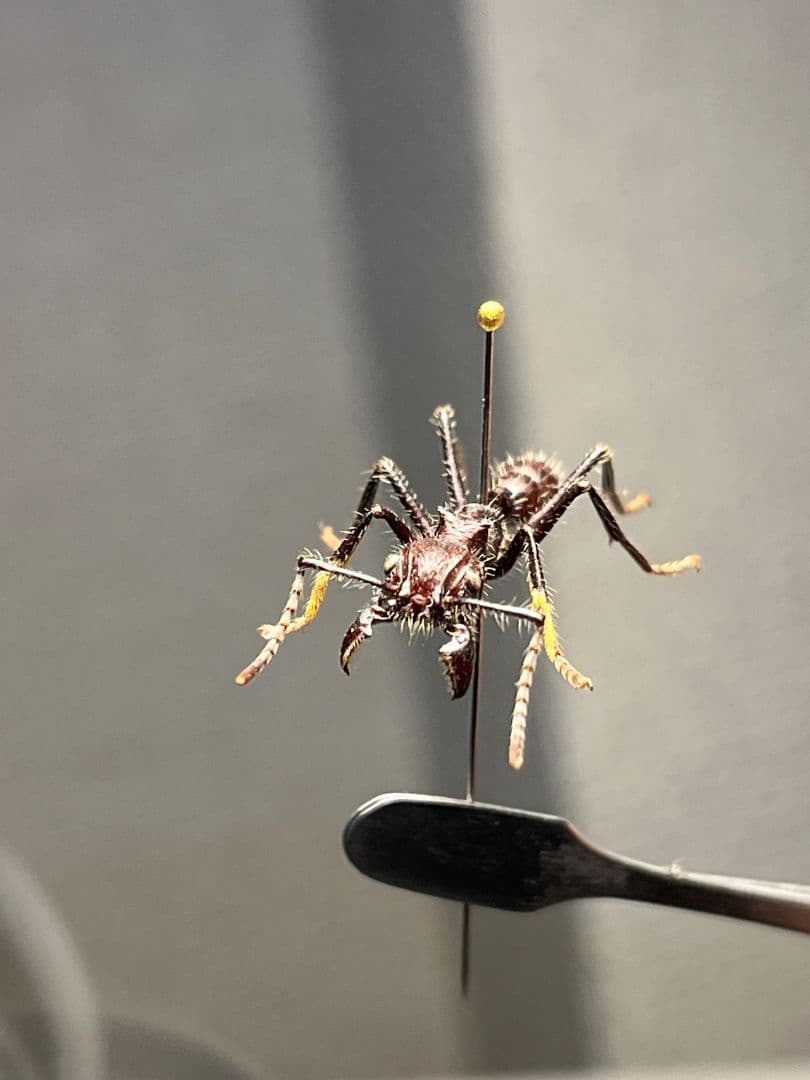【23mm】パラポネラ アシナガアリ 標本いきもの大図鑑 蟻 クロオオアリ
