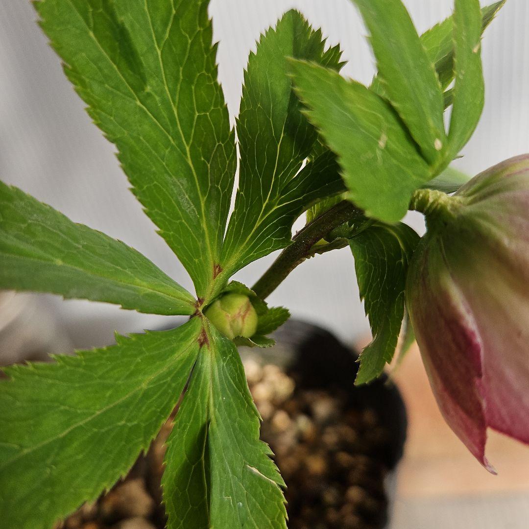 かぁむぅ様ご購入苗㉖-108㉖-133クリスマスローズ