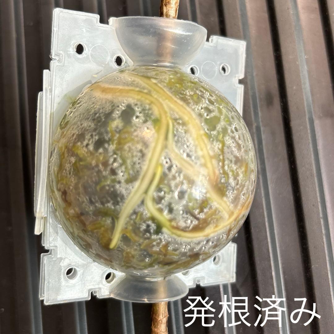 売約済み