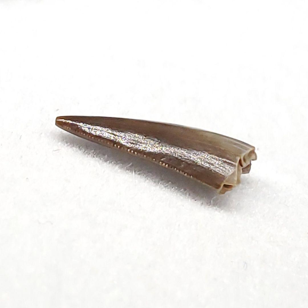 希少 コエロフィシス 化石 歯 本物 ニューメキシコ州産10.05mm fr82