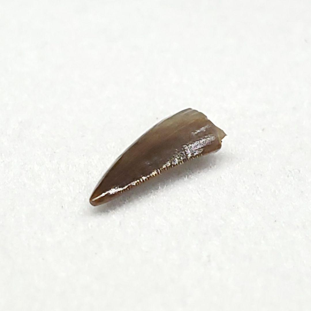 希少 コエロフィシス 化石 歯 本物 ニューメキシコ州産10.05mm fr82