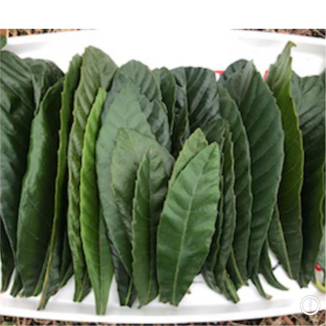 びわの葉っぱ！　乾燥or生葉