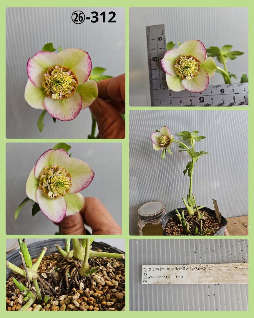 マナティ様ご購入苗㉖-259㉖-312クリスマスローズ