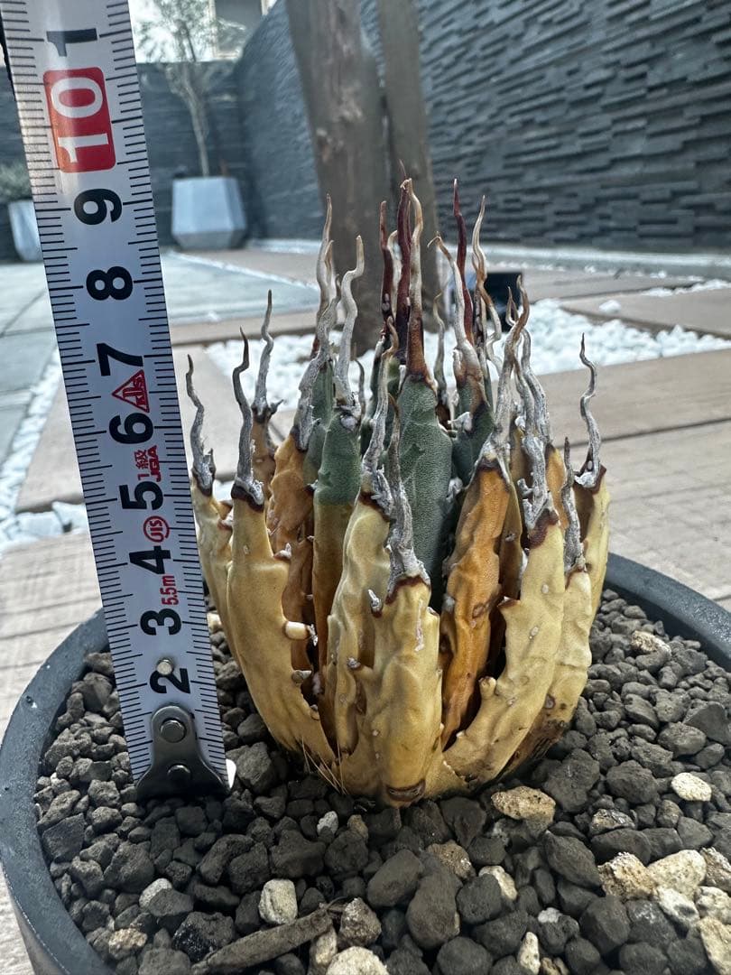 アガベ　ユタエンシス　エボリスピナ　陽炎 バリエム鉢付き