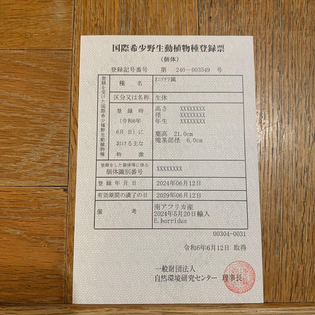 【南ア産・発根済】エンセファラルトス・ホリダス 約6cm｜No3-31