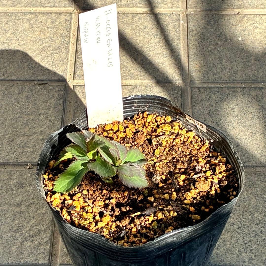 ま*ち様 ☘️限定一株☘️直筆タグ付き☘️3386⭐️WM原生地採取⭐️occi