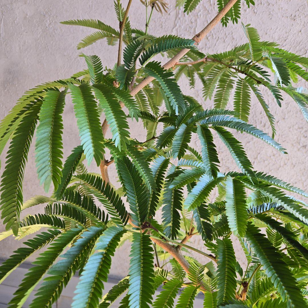 ⑫　エバーフレッシュ曲がり仕立て　8号特大苗木最高等級極上品‼️