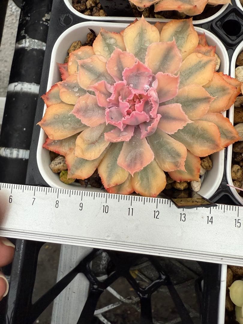 多肉植物　フローレンス錦　抜き苗　カット苗