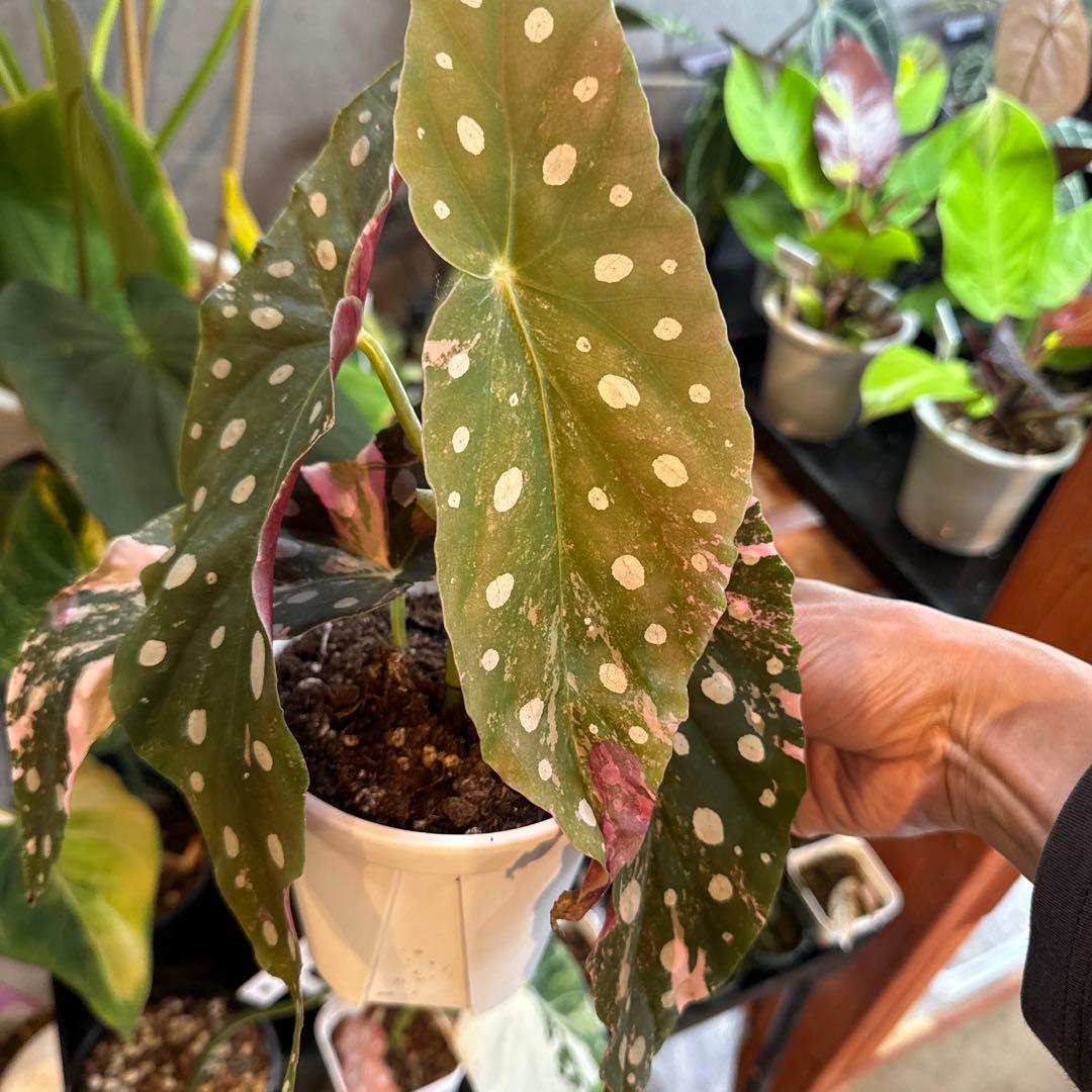 20 ベゴニア　マクラータ　斑入り　激レア