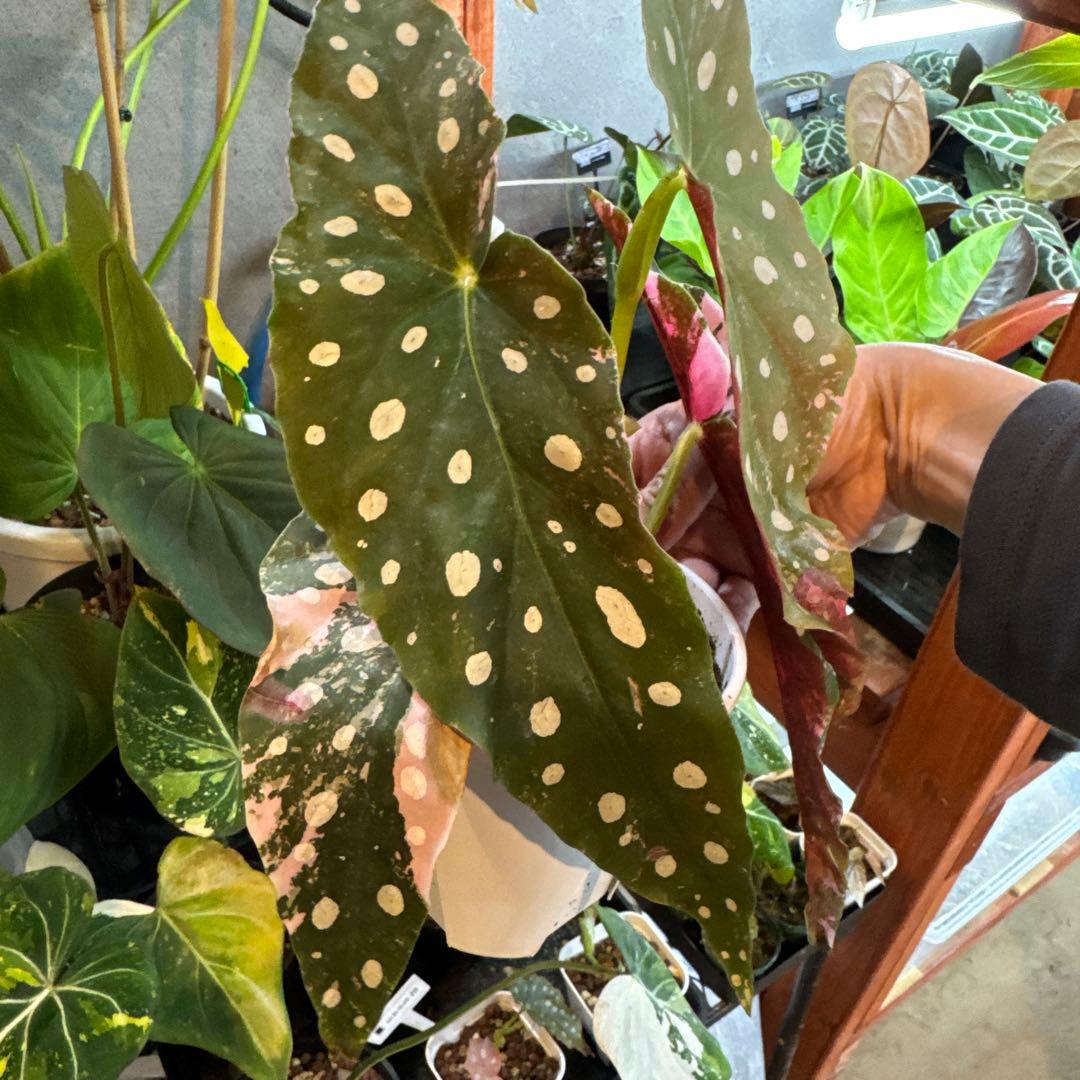 20 ベゴニア　マクラータ　斑入り　激レア