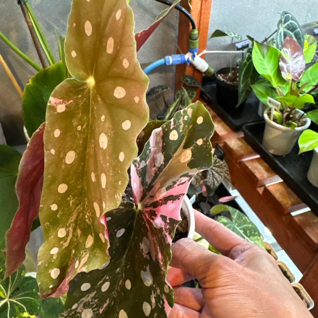 20 ベゴニア　マクラータ　斑入り　激レア