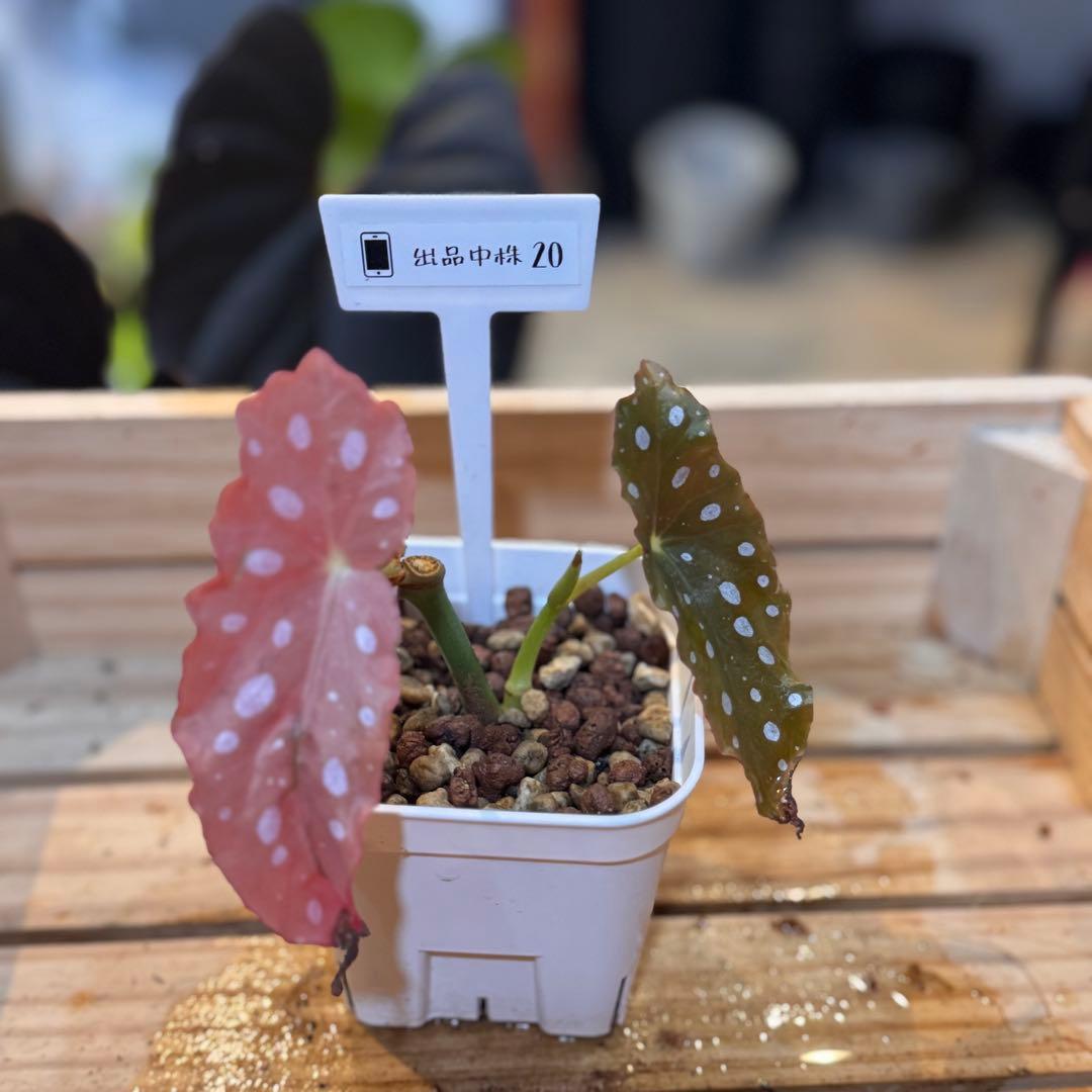 20 ベゴニア　マクラータ　斑入り　激レア