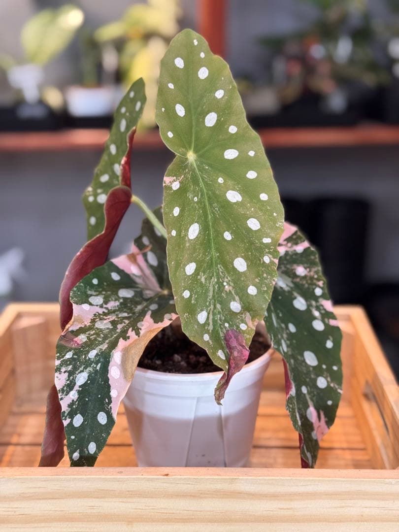 20 ベゴニア　マクラータ　斑入り　激レア