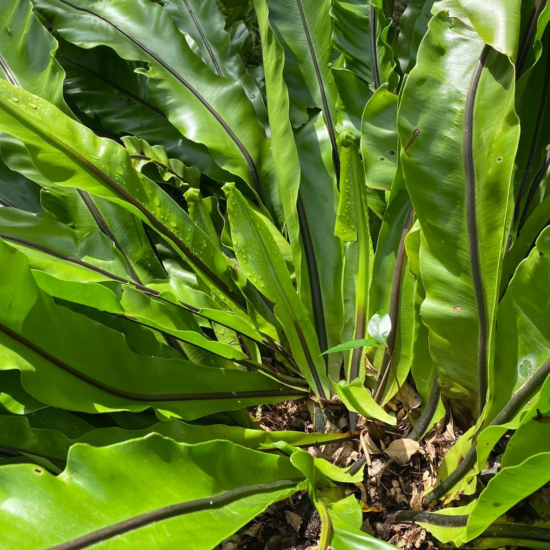 オオタニワタリ、大谷渡り