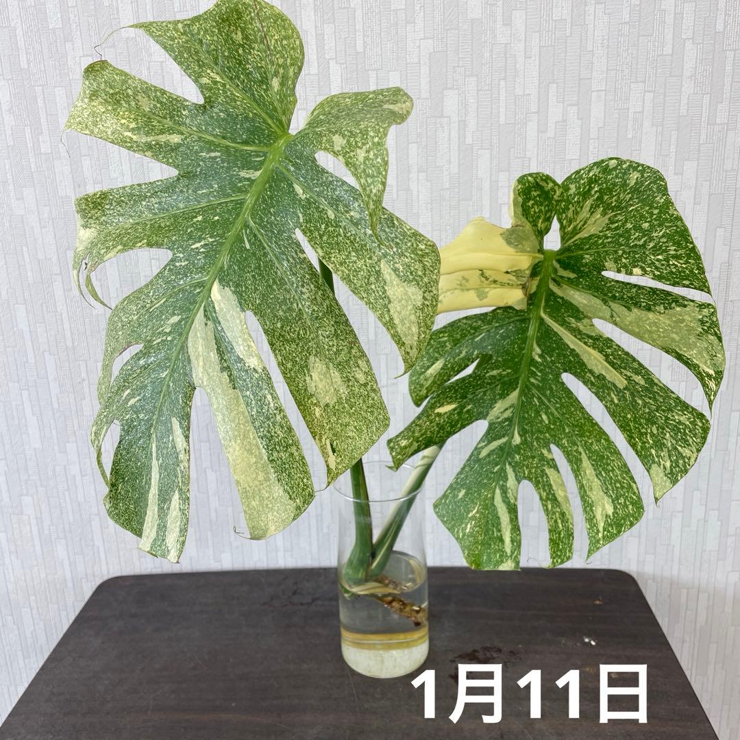 モンステラ　デリシオーサ　スターライト　トップカット