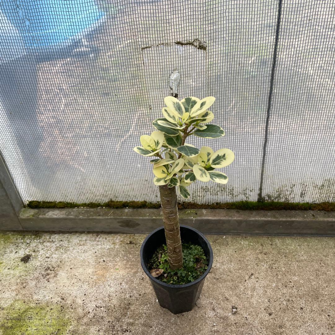 パンダガジュマル　斑入り　希少　３.５号