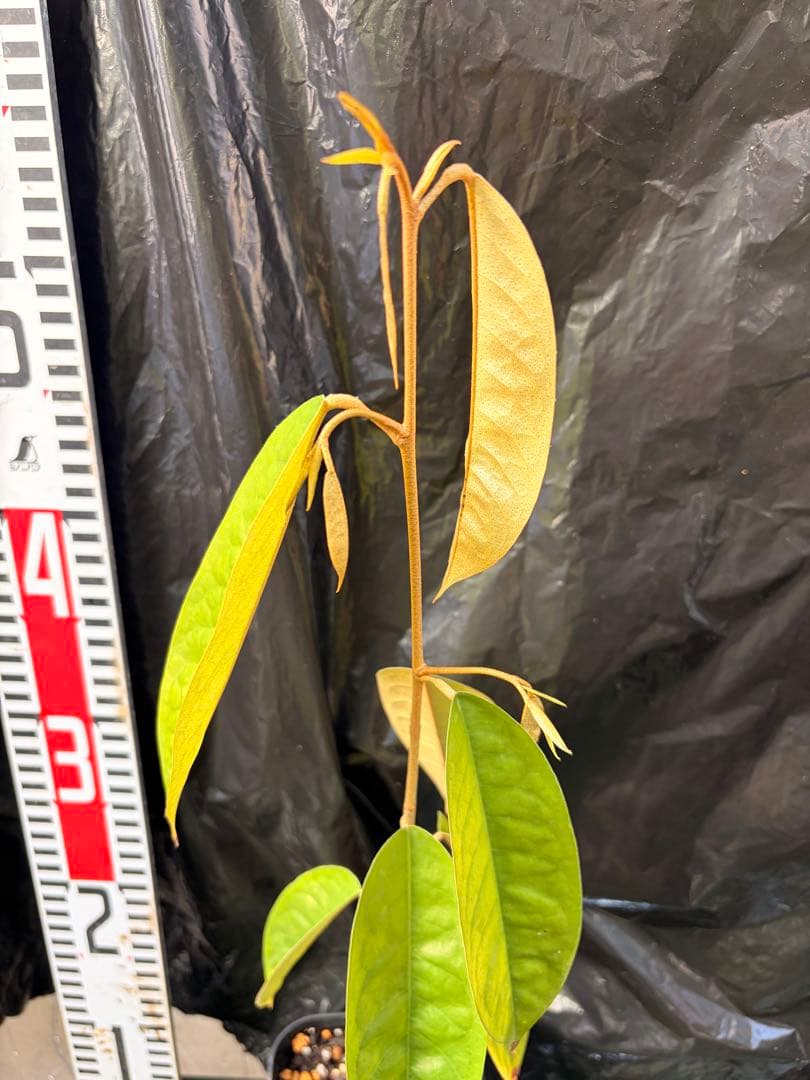 ドリアンレア品種苗 Durio macrantha Dwarf Type DD1