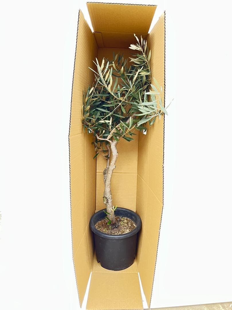 オリーブの木　古木　ネバディロブランコ　10号　約150cm　NO.835　現品