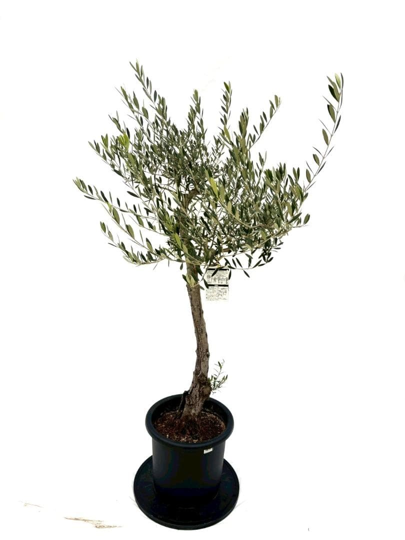 オリーブの木　古木　ネバディロブランコ　10号　約150cm　NO.835　現品