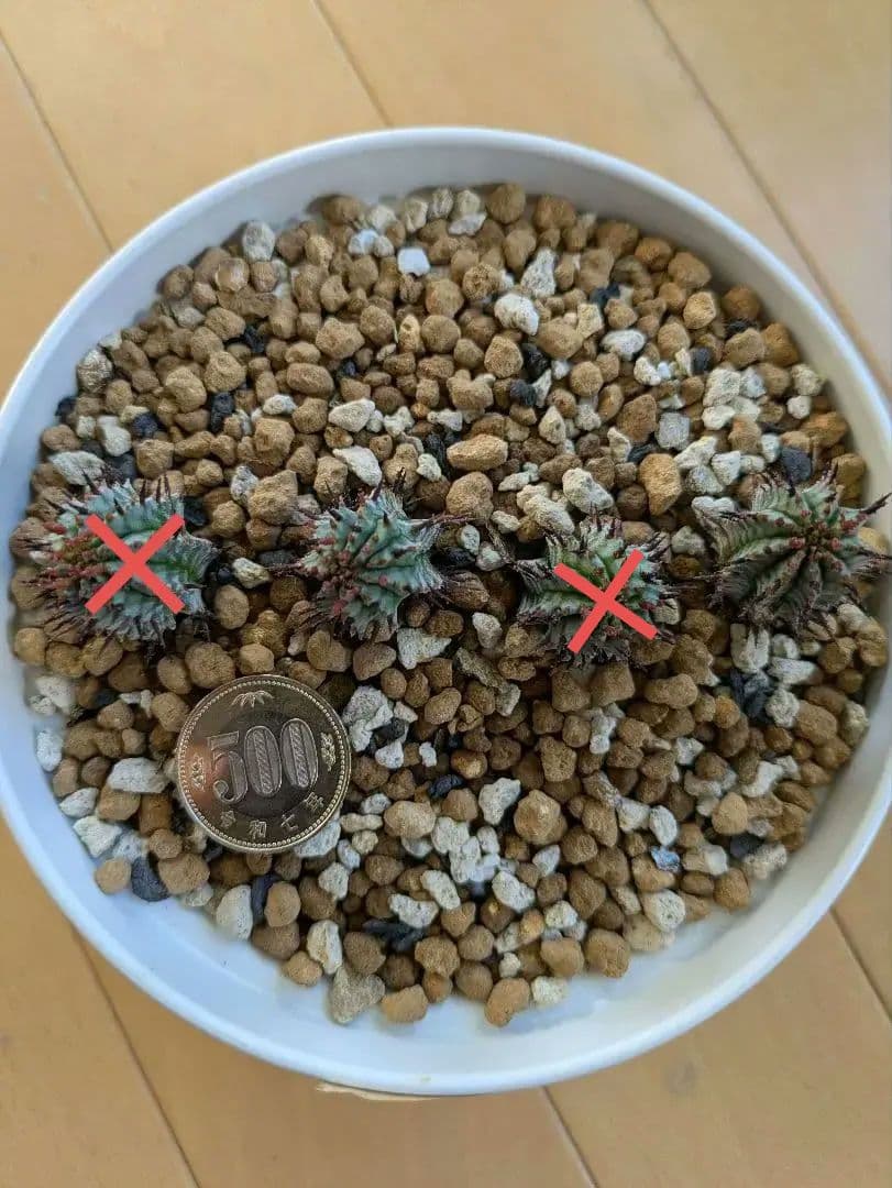 ケンさま専用【ユーフォルビア】 ホリダ宇田ゼブラ子株⑦⑨