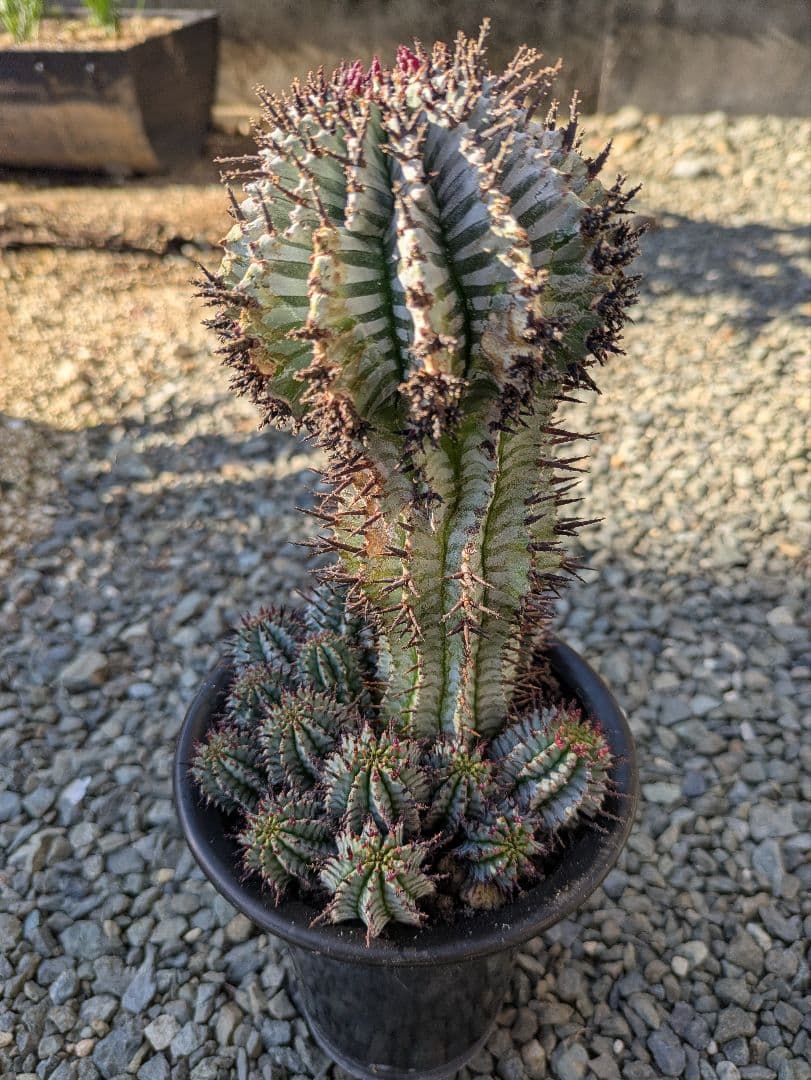 ケンさま専用【ユーフォルビア】 ホリダ宇田ゼブラ子株⑦⑨