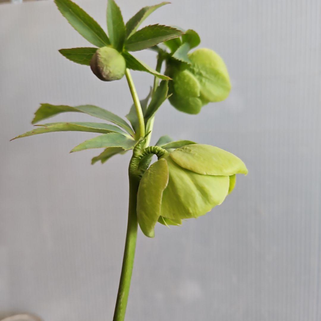 ㉖-502クリスマスローズ