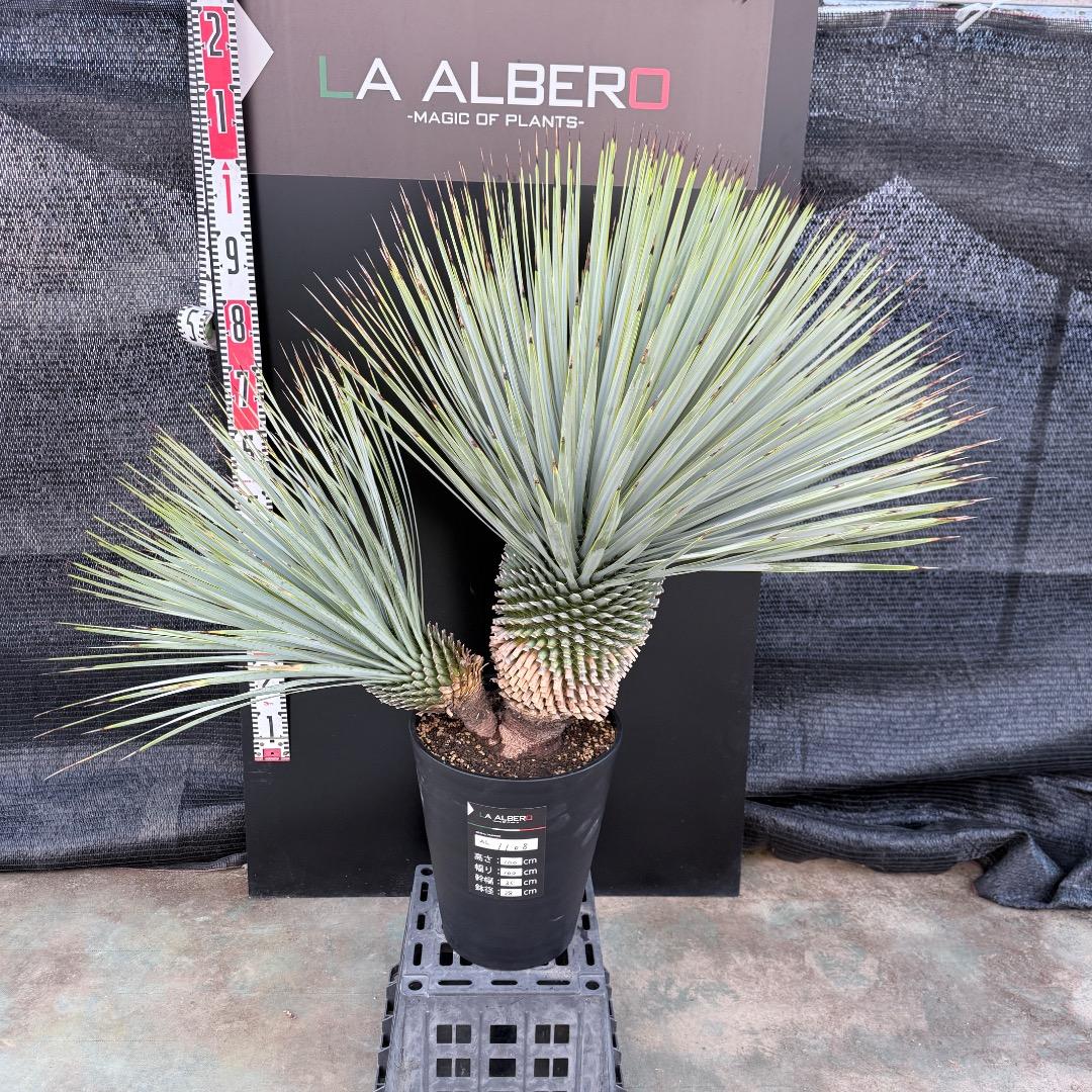 J*7様 【AL1108】ユッカ　ロストラータ　ダブルヘッド　極太　シルバーブル