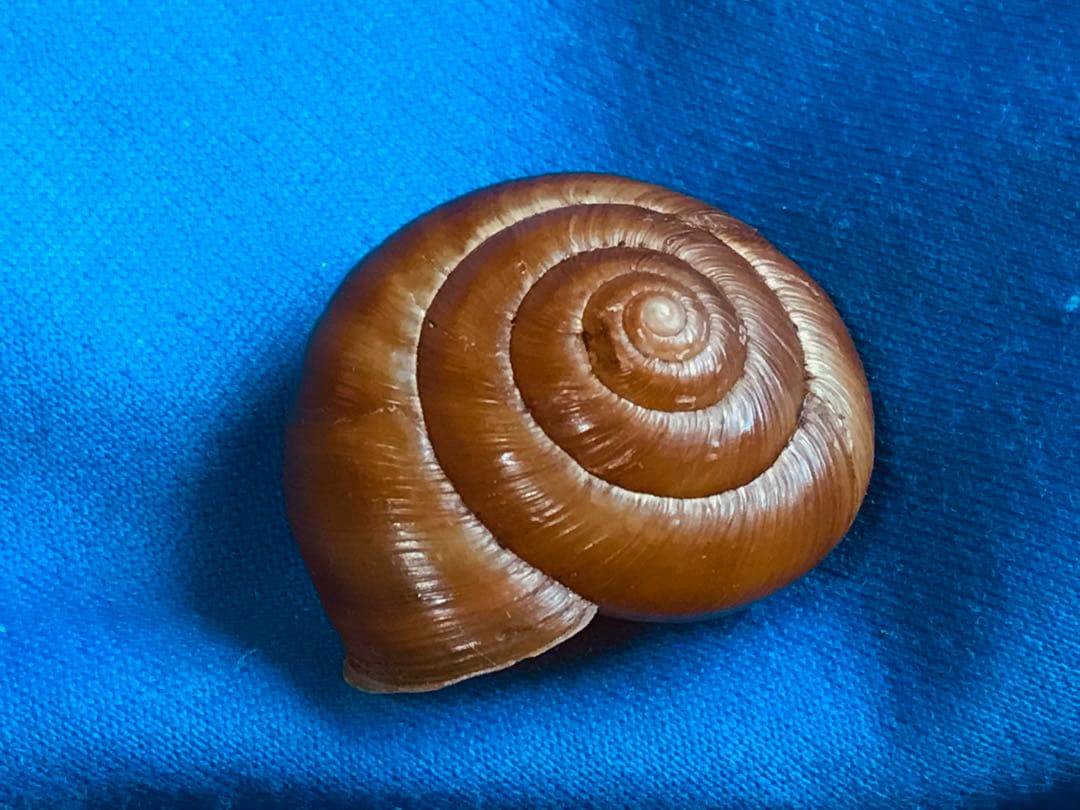 貝標本　Euhadra grata emurai sp赤茶色特殊個体レア個体