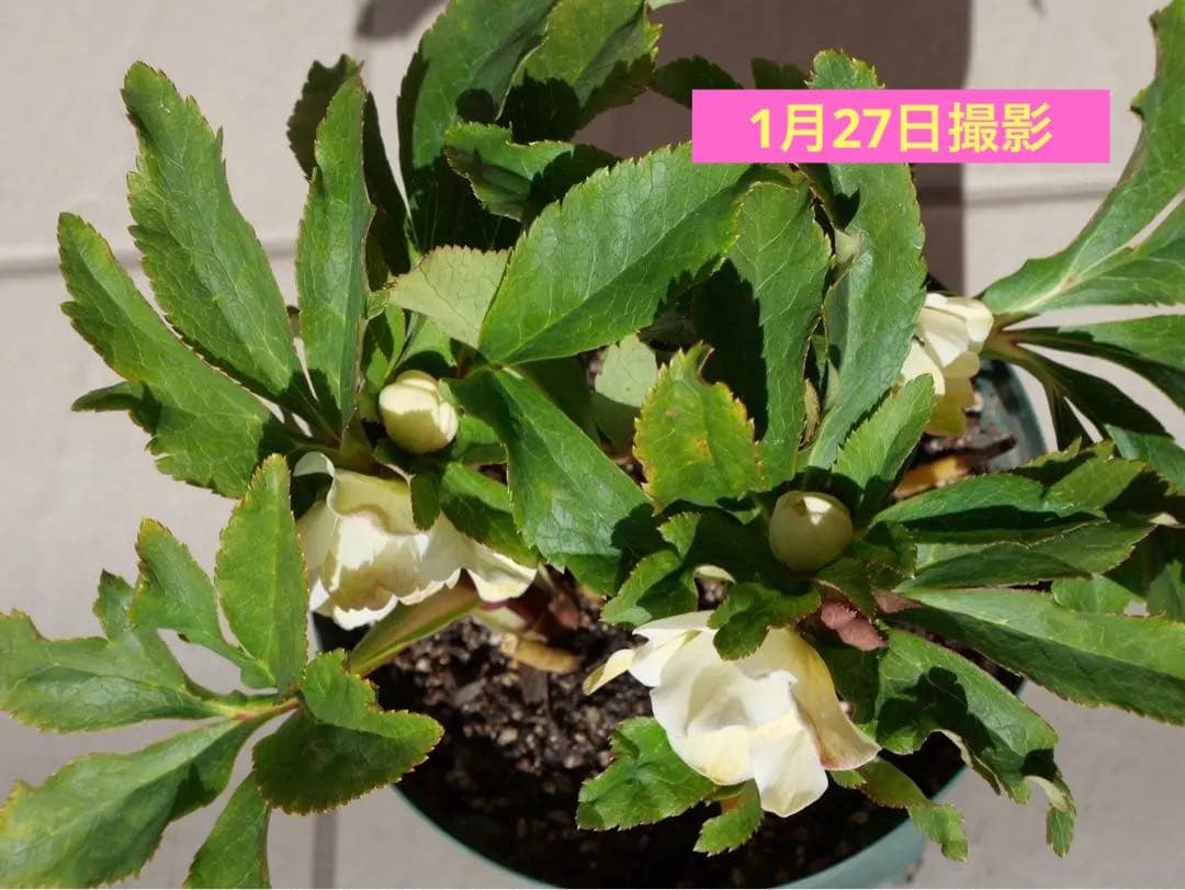 クリスマスローズ 『ディオーネ 』 加藤農園 認定