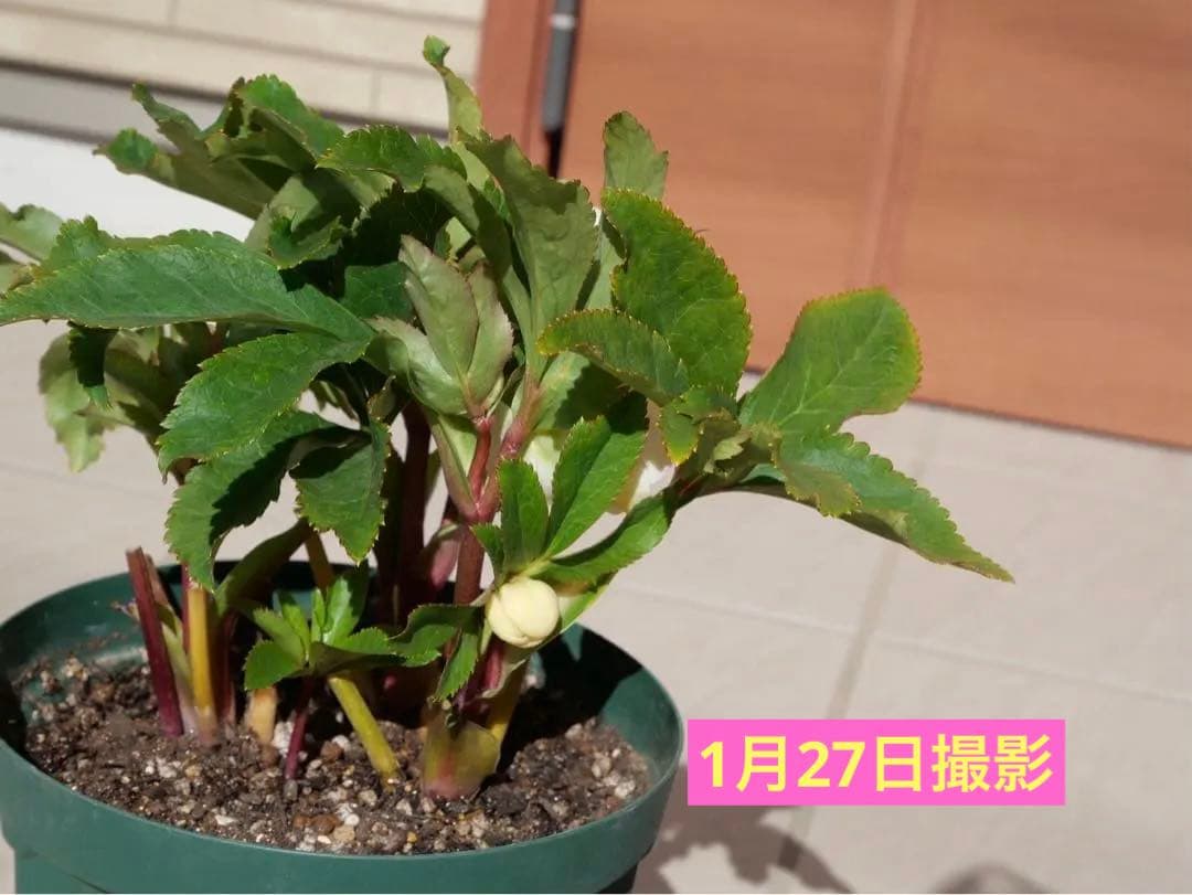 クリスマスローズ 『ディオーネ 』 加藤農園 認定