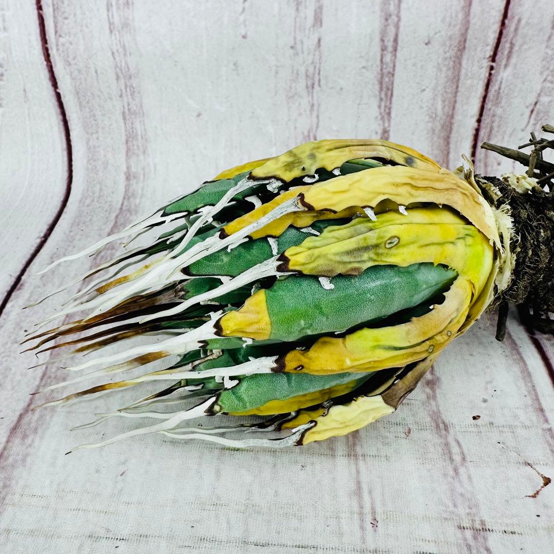 7 アガベ ユタエンシス エボリスピナ ロングスパイン ホワイトスパイン