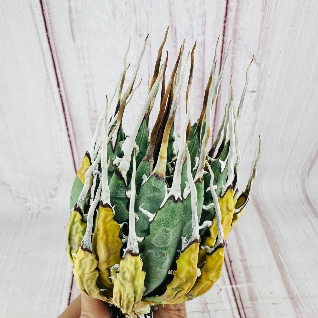 7 アガベ ユタエンシス エボリスピナ ロングスパイン ホワイトスパイン