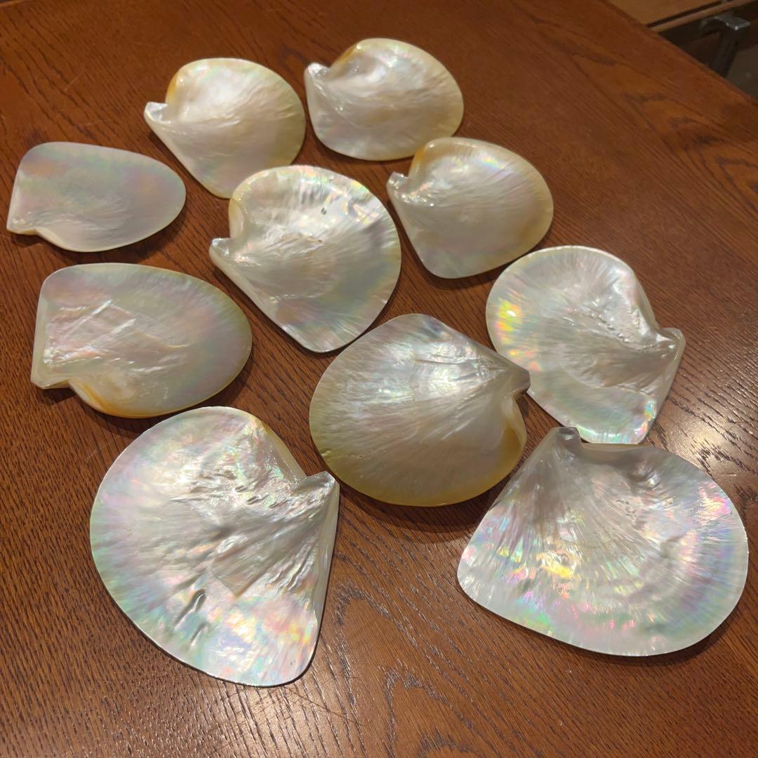 美品　オーストラリア産　磨き　シロチョウガイ　10枚セット　貝ボタン