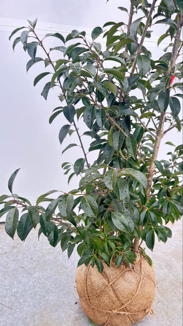 手頃なサイズ お庭の主役にどうぞ ソヨゴ 726 樹高1.4m位 株立 常緑樹