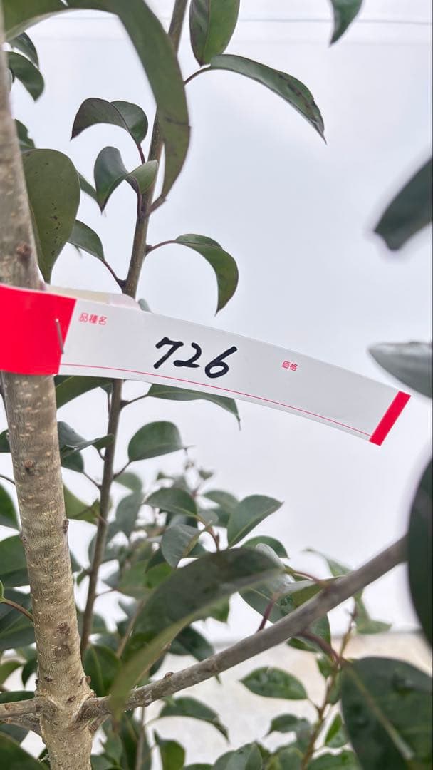 手頃なサイズ お庭の主役にどうぞ ソヨゴ 726 樹高1.4m位 株立 常緑樹