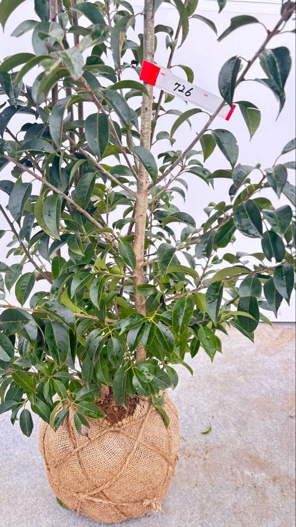 手頃なサイズ お庭の主役にどうぞ ソヨゴ 726 樹高1.4m位 株立 常緑樹