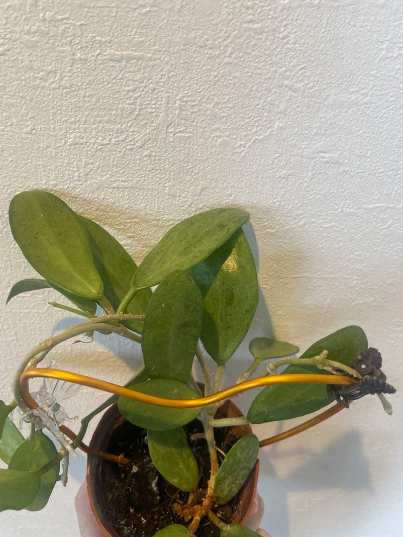 セール　美株レアホヤ　シルバーレディHoya silver lady サクララン