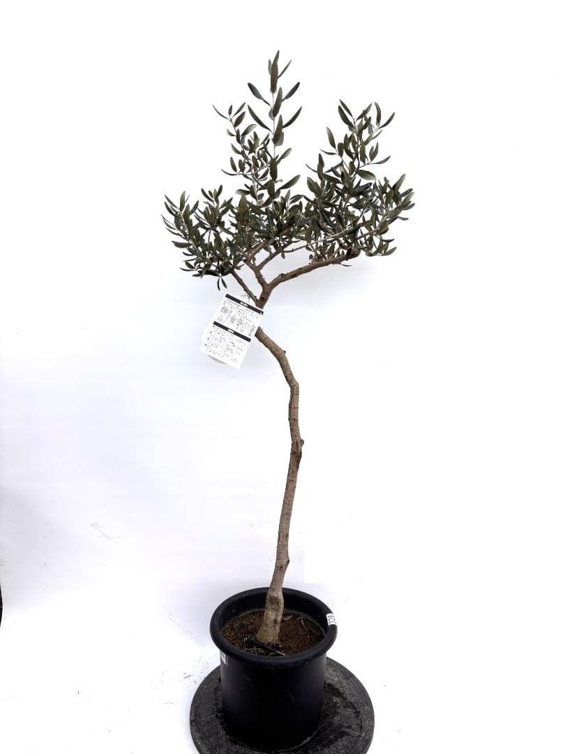 オリーブの木　ハーディーズマンモス　8号　約120cm　K-326　希少　現品