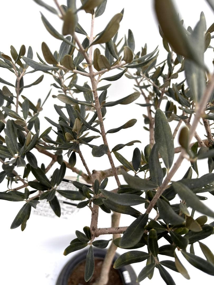 オリーブの木　ハーディーズマンモス　8号　約120cm　K-326　希少　現品