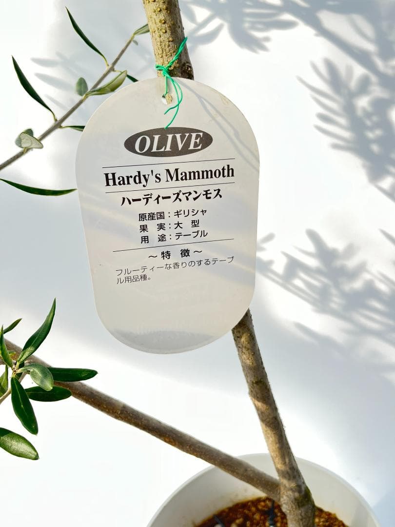 オリーブの木　ハーディーズマンモス　8号　約120cm　K-326　希少　現品