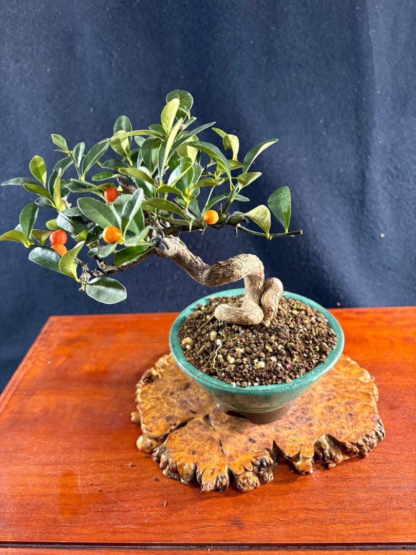 小品盆栽、金子(キンズ) 根上り、半懸崖作り 実付き、やや傷汚れあり　ユタ