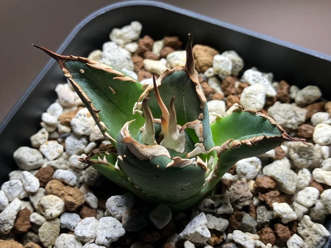 選抜【REZA産】イラン株　特選　太棘　アガベ　チタノタ　NOVA ノヴァ