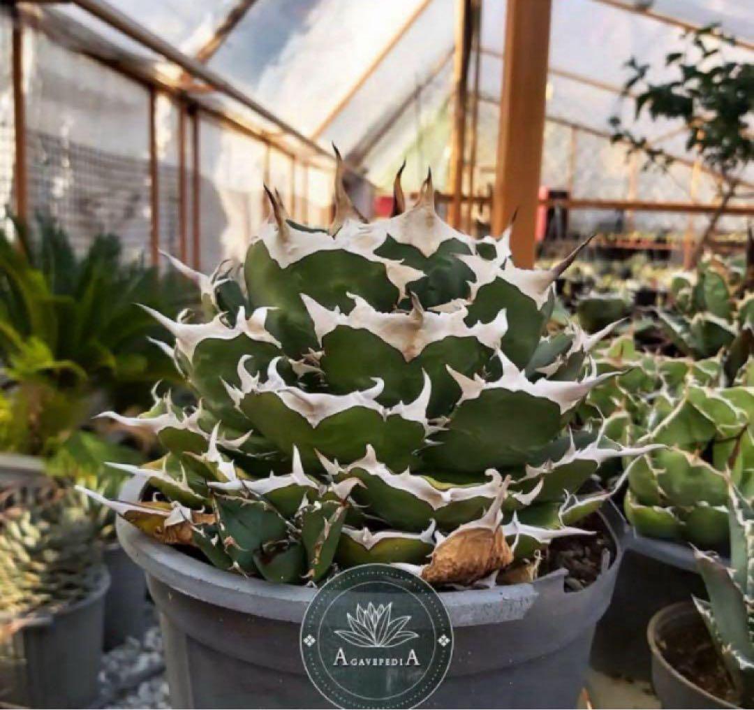 選抜【REZA産】イラン株　特選　太棘　アガベ　チタノタ　NOVA ノヴァ