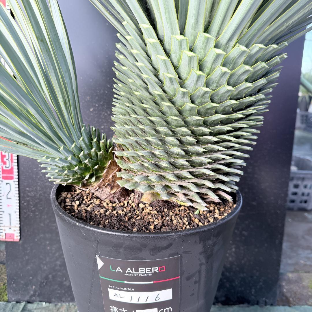 【AL1116】ユッカ　ロストラータ　希少ダブルヘッド