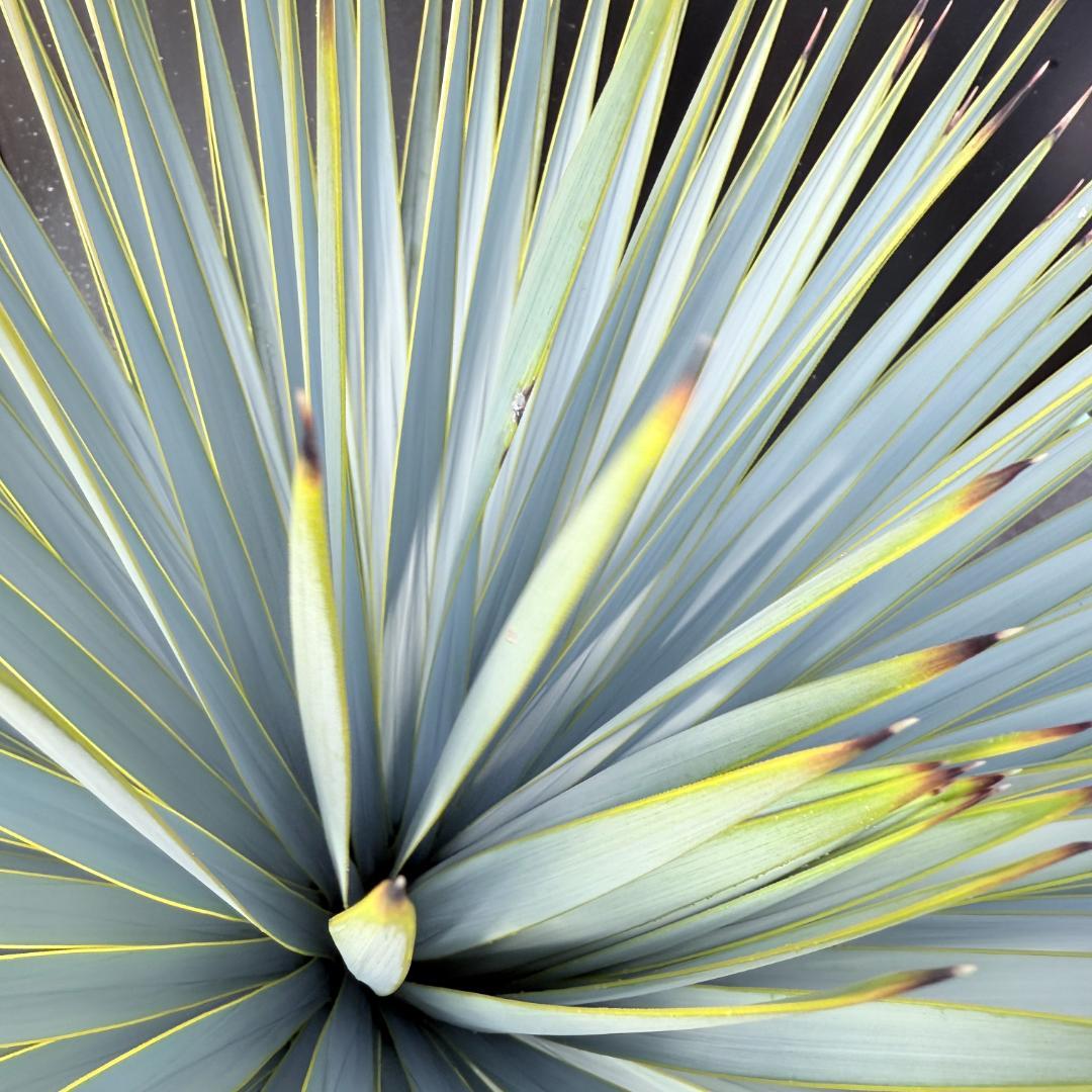 【AL1116】ユッカ　ロストラータ　希少ダブルヘッド